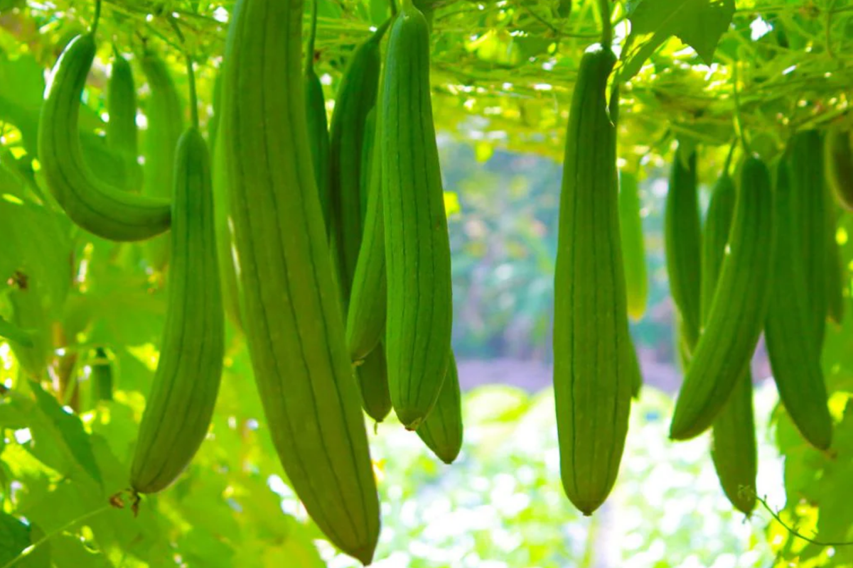 Loofah Sponge Gourd Seeds | Non-GMO Organic Luffa Gourd Seeds for Gardening | Fast-Growing Climbing Vine