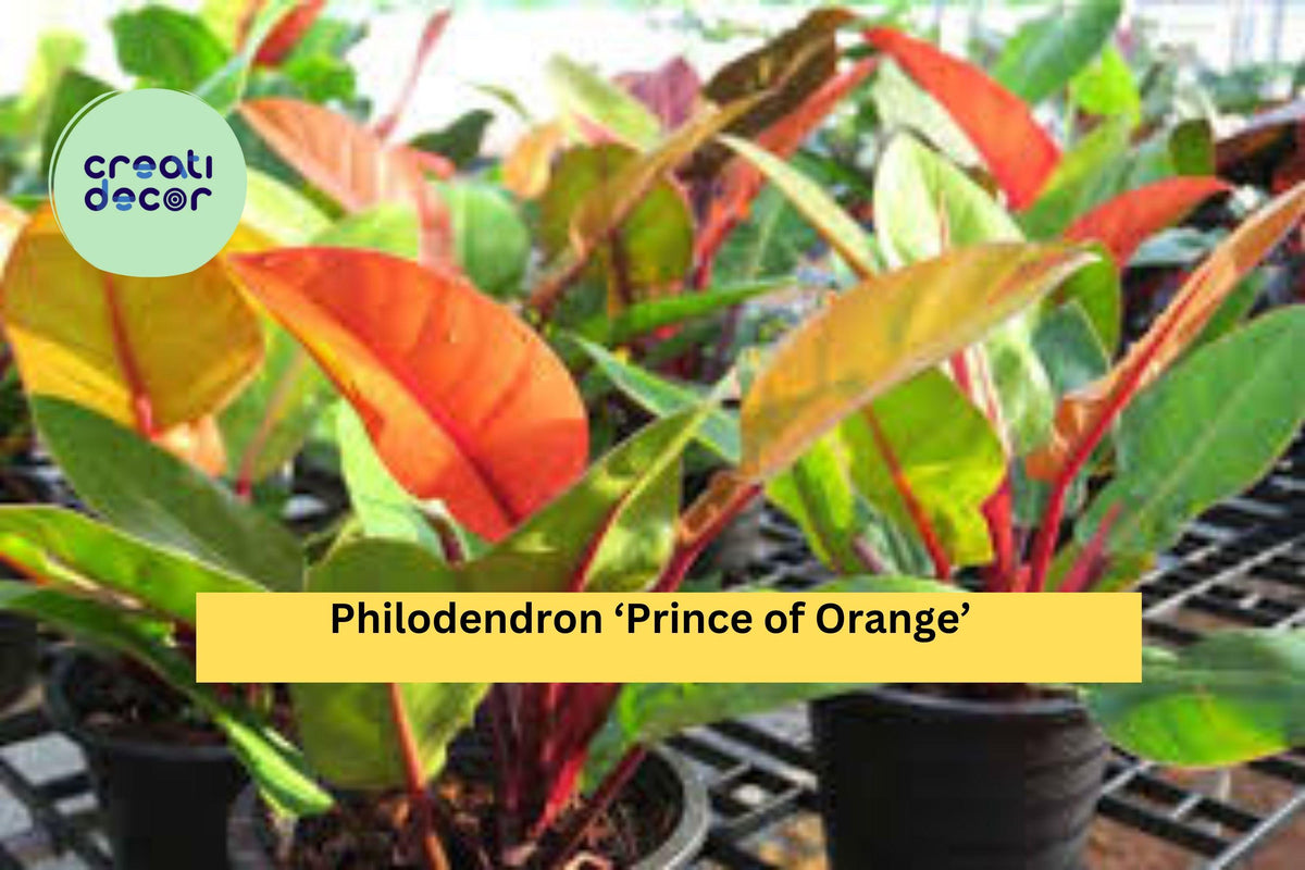 Christmas Cactus Starter Plant - Miss Shimano - Schlumbergera Truncata - Well-Rooted Indoor Cactus for Holiday Decor