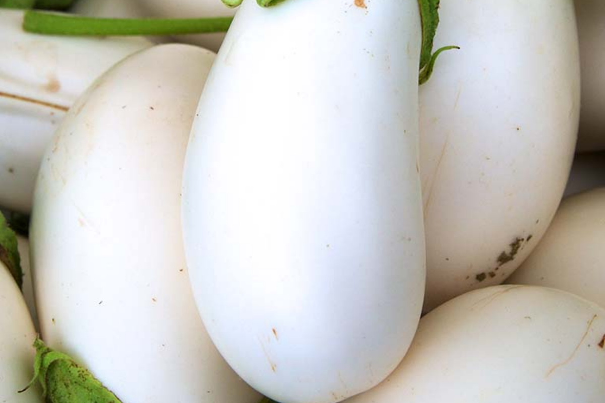 Thai Long White Eggplant Seeds | NON-GMO Long Snowy White Variety | Solanum melongena Seed Packets for Home Gardening