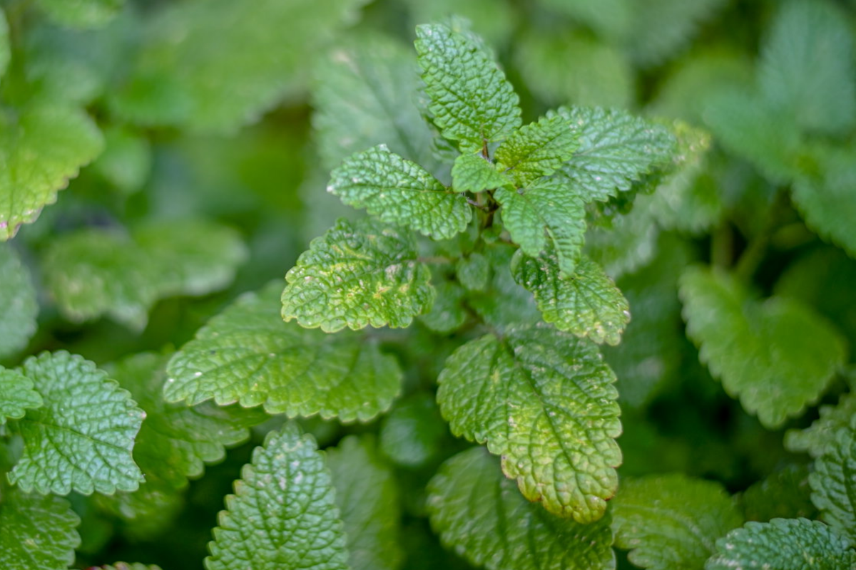 Lemon Balm Seeds 500mg - Non-GMO Melissa officinalis Herb - Aromatic Honey Plant for Culinary & Tea Use
