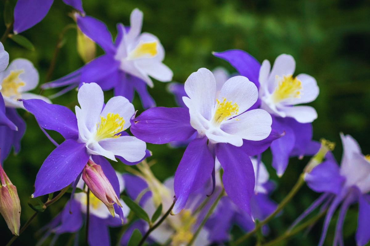 Columbine Seeds - McKana Giant Mix - Aquilegia caerulea - Pollinator-Friendly Flower Seeds - Non-GMO Fresh Seeds