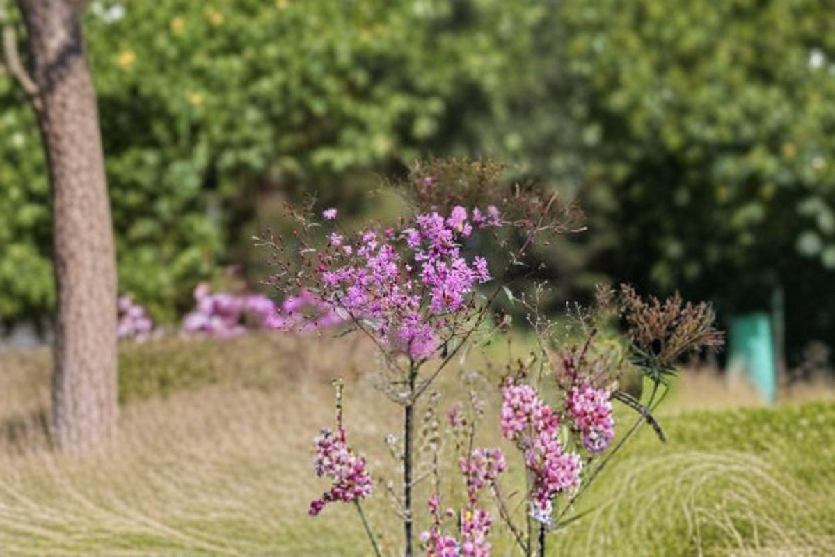 Christmas Cactus Starter Plant - Miss Shimano - Schlumbergera Truncata - Well-Rooted Indoor Cactus for Holiday Decor