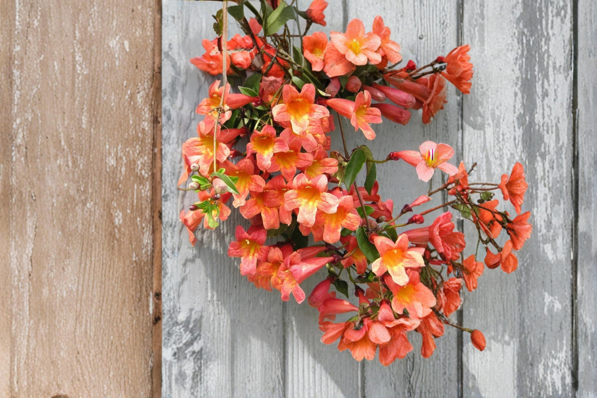 Christmas Cactus Starter Plant - Miss Shimano - Schlumbergera Truncata - Well-Rooted Indoor Cactus for Holiday Decor