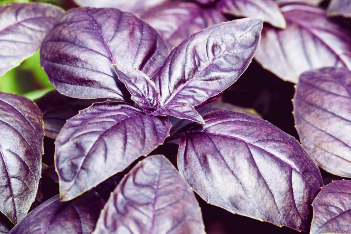 Basil Seeds | Dark Purple Opal | Non-GMO | Ocimum basilicum var. purpurascens | Culinary Herb for Garden and Kitchen