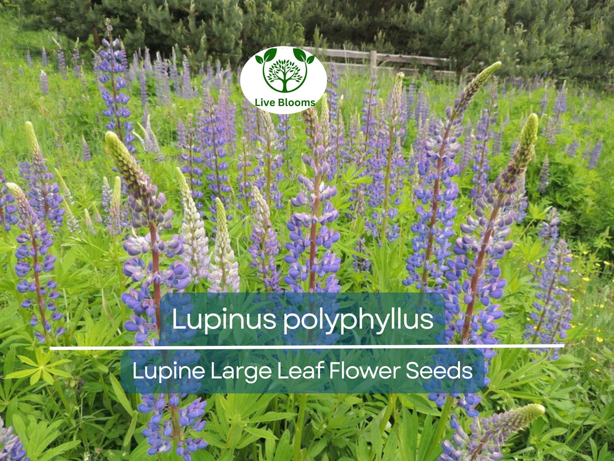 Lupine Seeds - 20 Pack Large Leaf Blue & Purple Blooms - Lupinus polyphyllus - Easy to Grow Perennial Flower for Garden