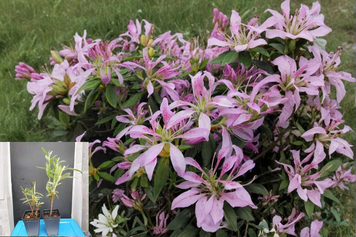 Christmas Cactus Starter Plant - Miss Shimano - Schlumbergera Truncata - Well-Rooted Indoor Cactus for Holiday Decor