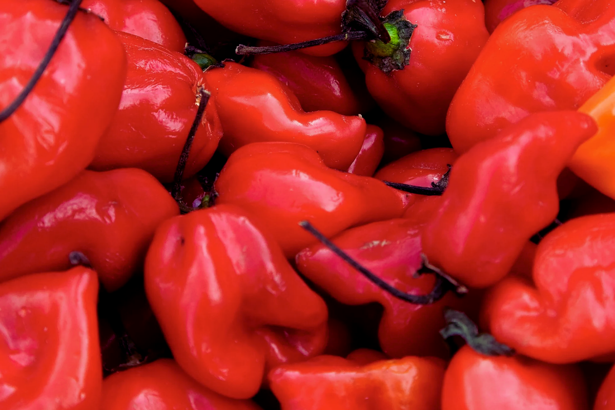 Red Caribbean Habanero Pepper Seeds | NON-GMO Hot Pepper Seeds | Capsicum chinense for Spicy Culinary Creations