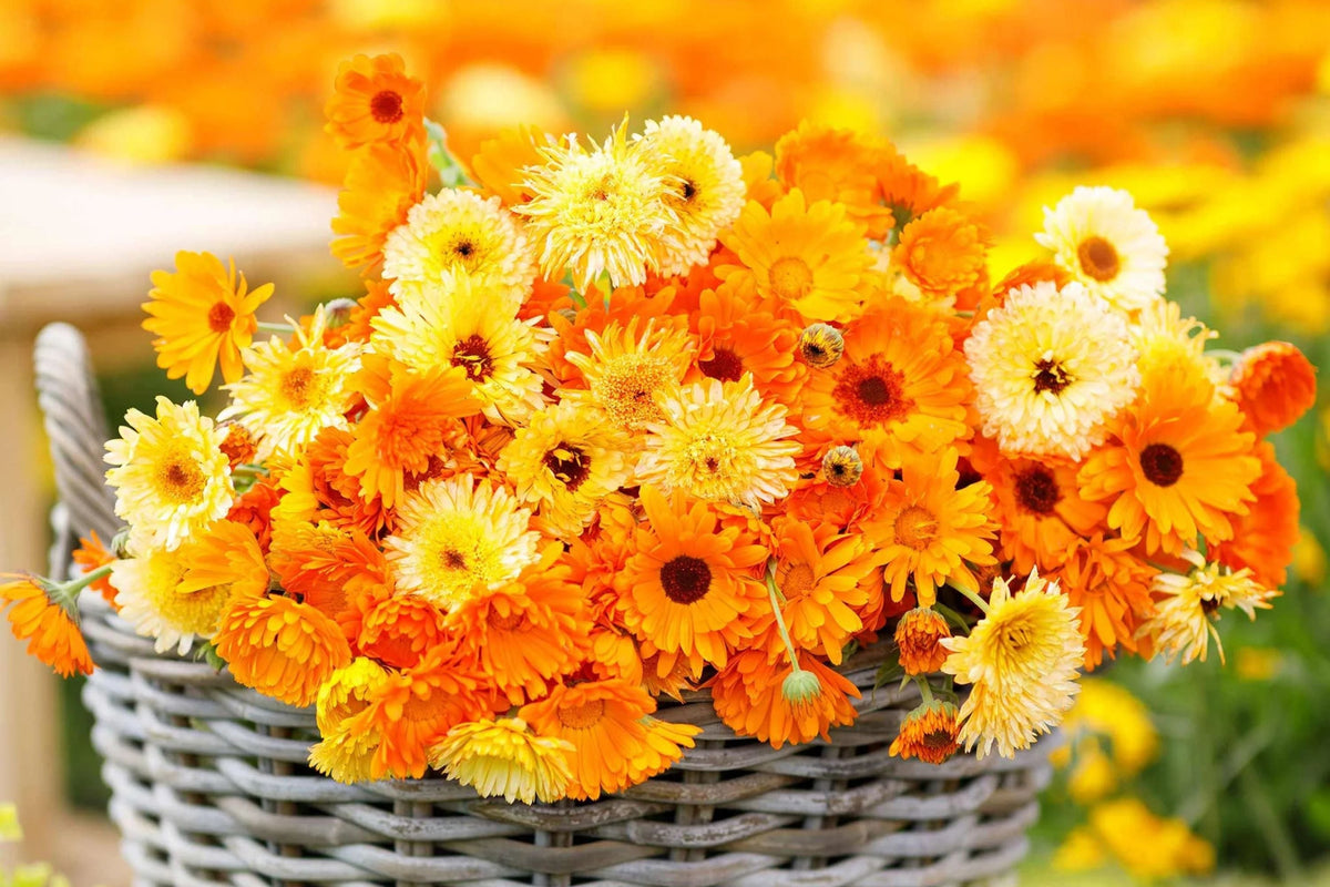 Calendula Seeds | Pacific Beauty Mix | Edible Flowers in Orange, Yellow, Cream | Calendula officinalis | Non-GMO