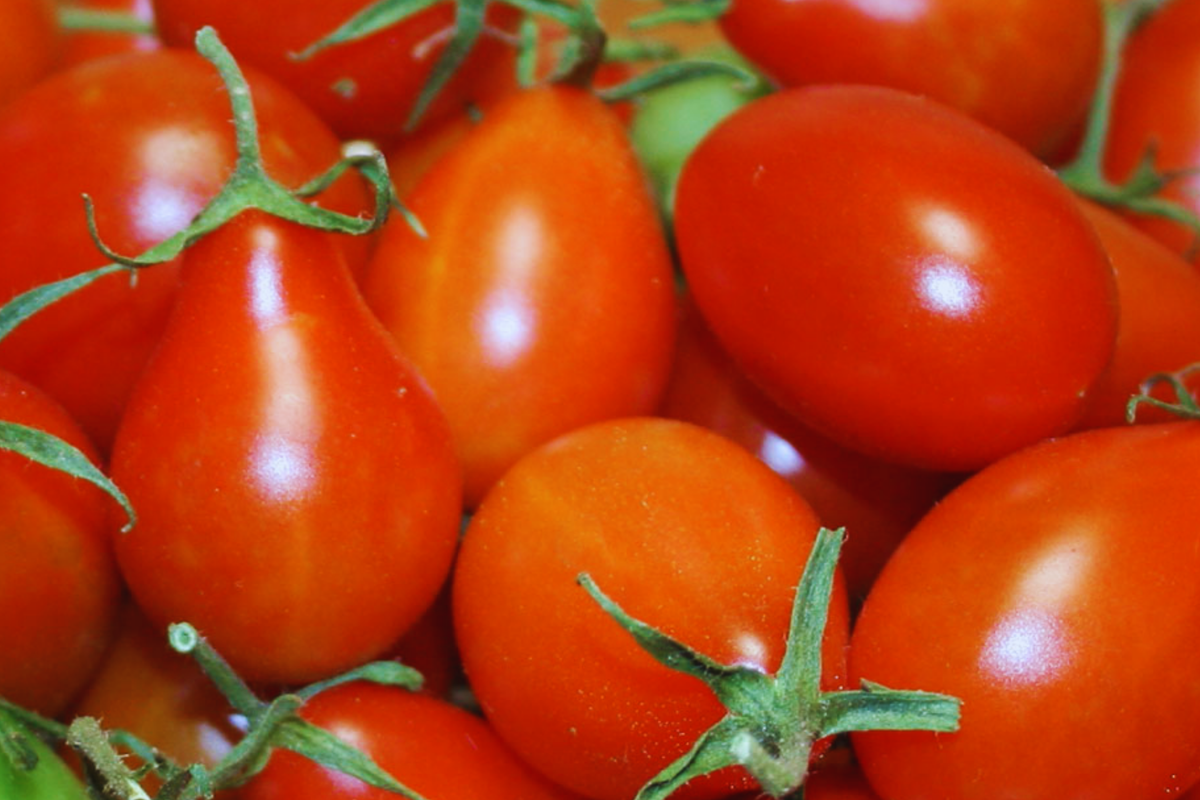 Red Pear Tomato Seeds | Organic Heirloom | Non-GMO Solanum lycopersicum | Perfect for Gardens & Containers