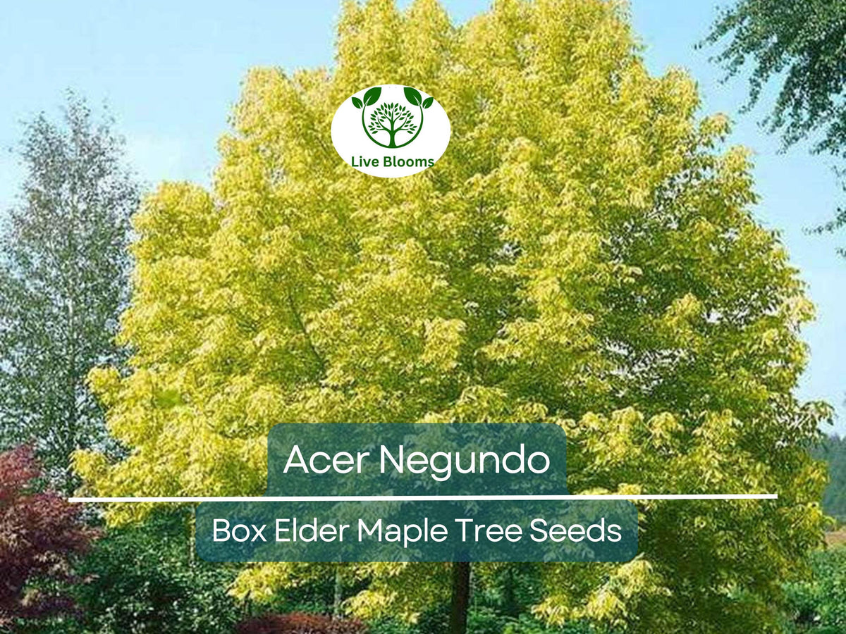 10 Seeds Acer Negundo Box Elder Maple - Fast-Growing Hardy Tree for Shade & Landscaping - Unique Foliage for Gardens
