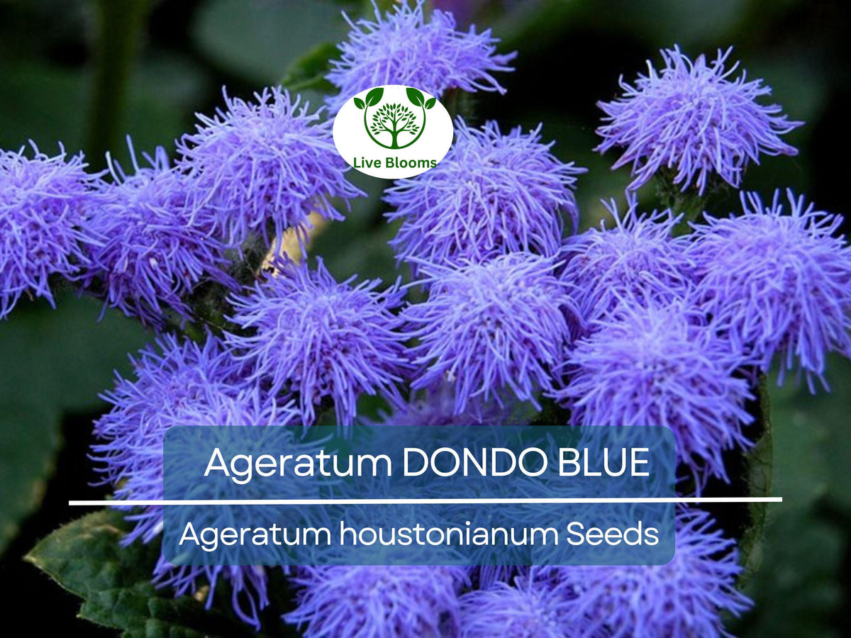 500 Seeds Ageratum DONDO BLUE, Floss Flower, Non-GMO, Vibrant Blue Blooms, Attracts Monarch Butterflies, Pollinator-Friendly