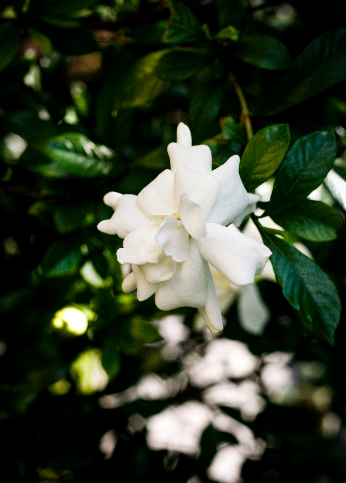 Everblooming Gardenia (Gardenia Veitchii)