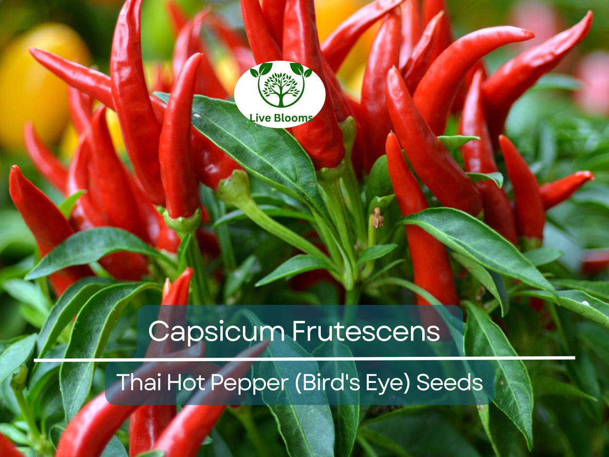 30 Seeds Thai Bird's Eye Chili Pepper (Capsicum Frutescens) – Super Spicy Hot Peppers for Planting, Ideal for Sauces & Stir-Fries