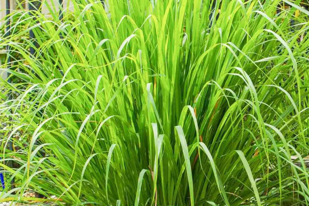 Lemongrass Seeds | Organic West Indian Variety | Cymbopogon citratus | Culinary Herb for Gardens and Containers
