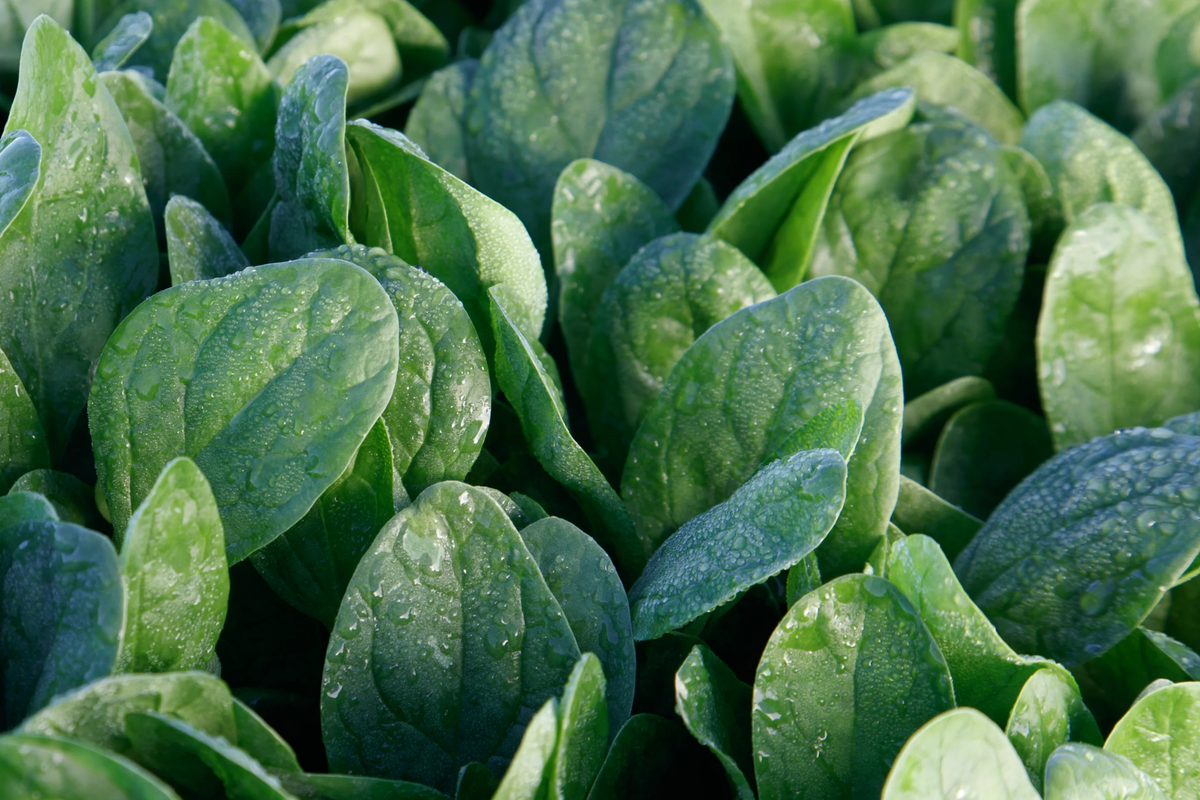 Lakeside Spinach Seeds | Non-GMO Heirloom Variety | Spinacia oleracea | Fast-Growing Dark Green Leaves