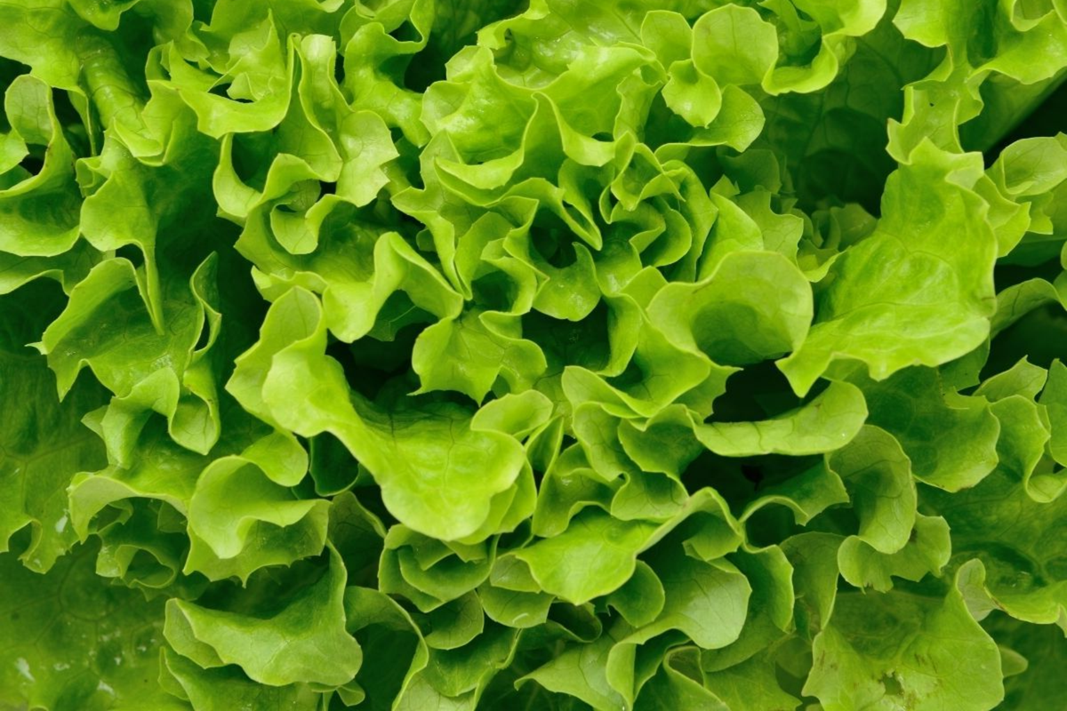 Grand Rapids Leaf Lettuce Seeds | Non-GMO Heirloom | Lactuca sativa | Crisp Green Leaves for Home Gardening