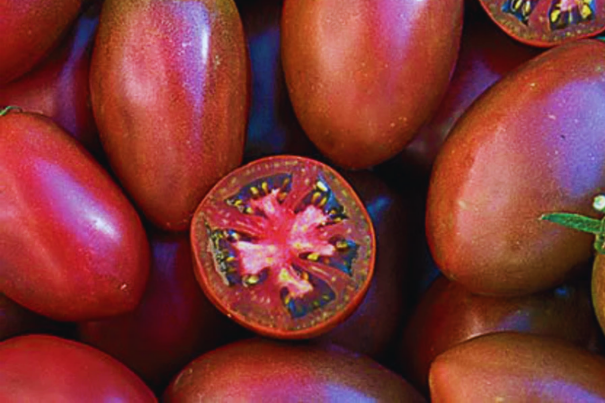 Ukrainian Purple Tomato Seeds, Non-GMO Heirloom Grape Variety, Solanum lycopersicum - Sweet & Compact for Container Gardening