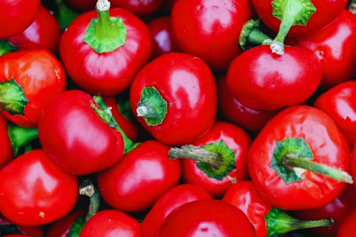 Red Hot Cherry Pepper Seeds | Non-GMO Primenta Variety | Capsicum annuum | Medium Heat Spicy Red Peppers