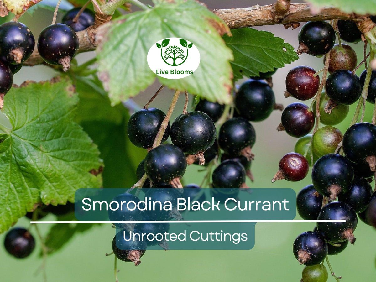 False Indigo Bush Seeds - 100 Pack - Amorpha fruticosa - Perennial Native Plant for Eco-Friendly Gardening