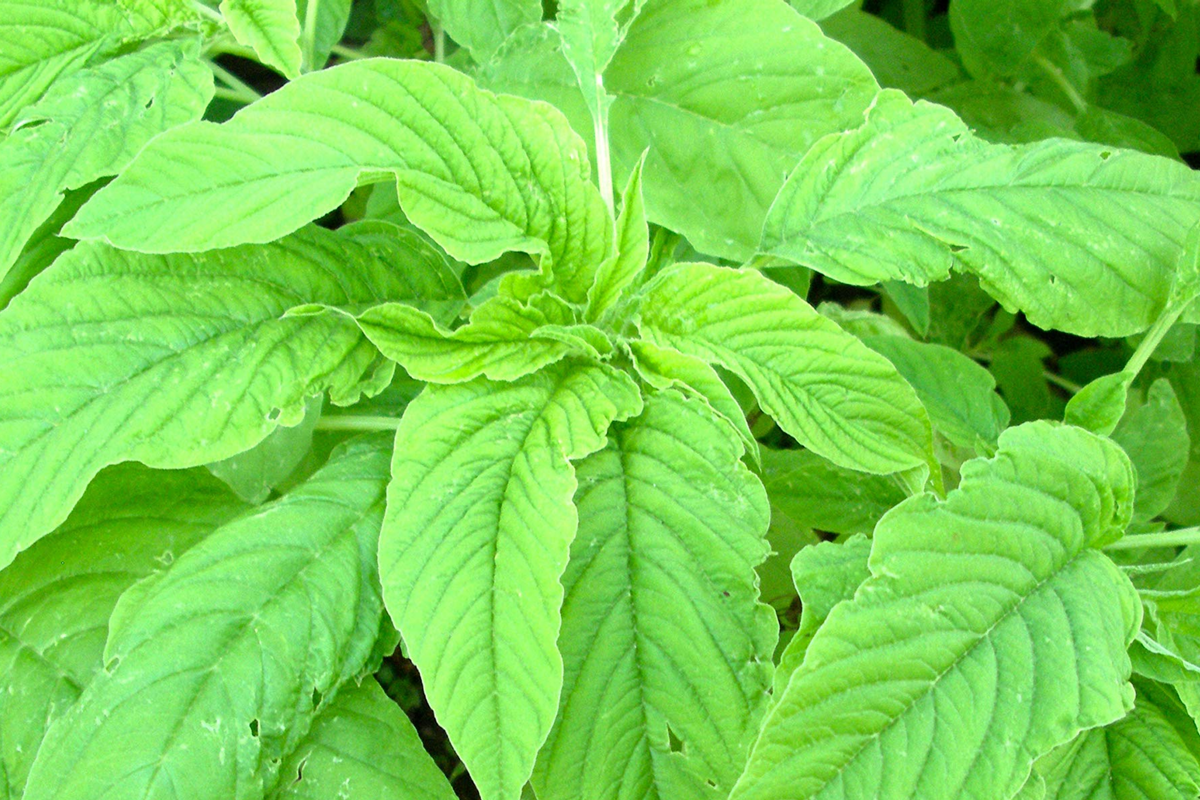 Green Leaf Amaranth Seeds | Jamaican Callaloo | Amaranthus viridis | Nutrient-Rich Culinary Herb for Home Garden
