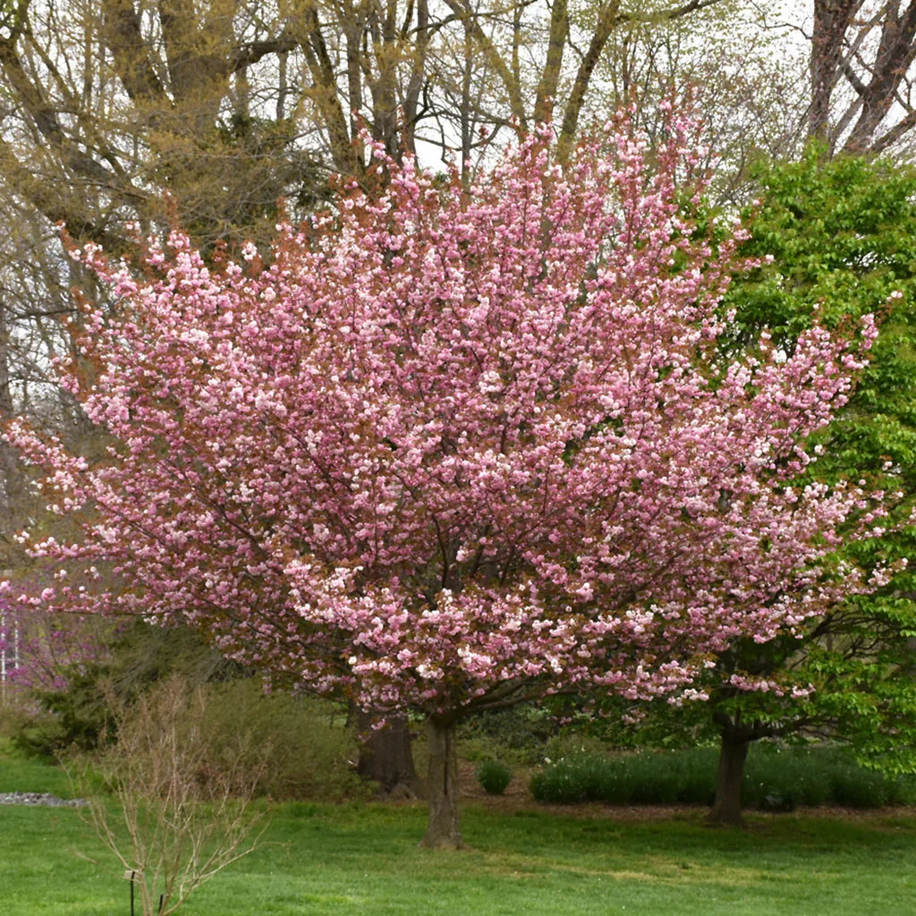 Kwanzan Cherry Tree Bare Root 1-2 ft Tall Pink Double Flowers Prunus serrulata 'Kanzan' Ornamental Flowering Tree