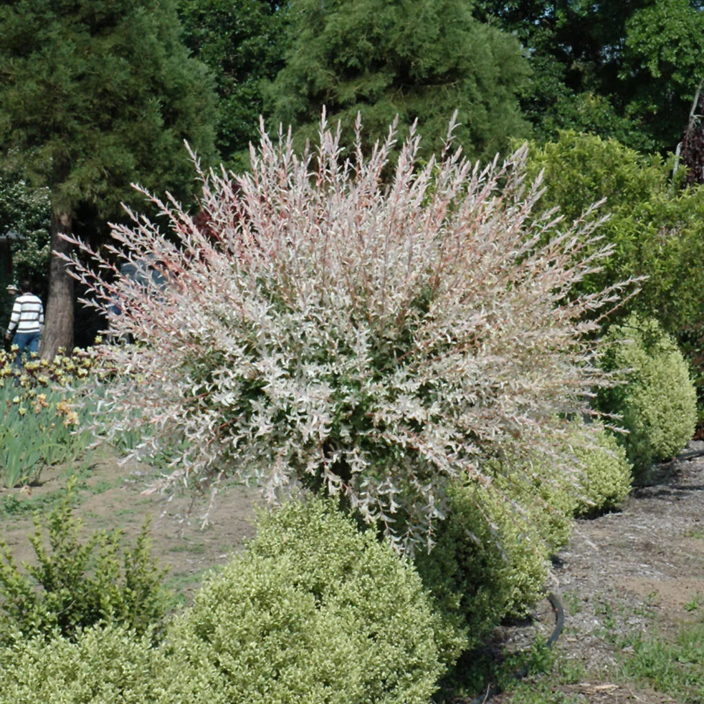Dappled Willow Tree 1-2 ft Bare Root Live Tree Salix integra 'Hakuro Nishiki' Tricolor Foliage Fast Growing Ornamental Shrub