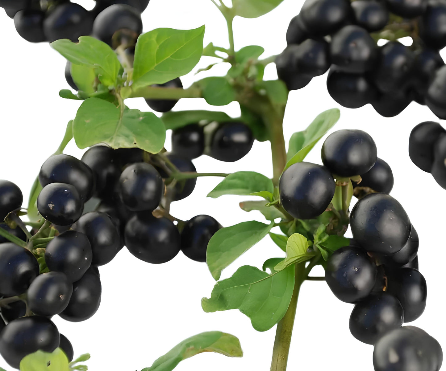 Huckleberry Seeds - Non-GMO Flower Seeds - Solstice Variety - 125 Seeds - Perfect for Home Gardens