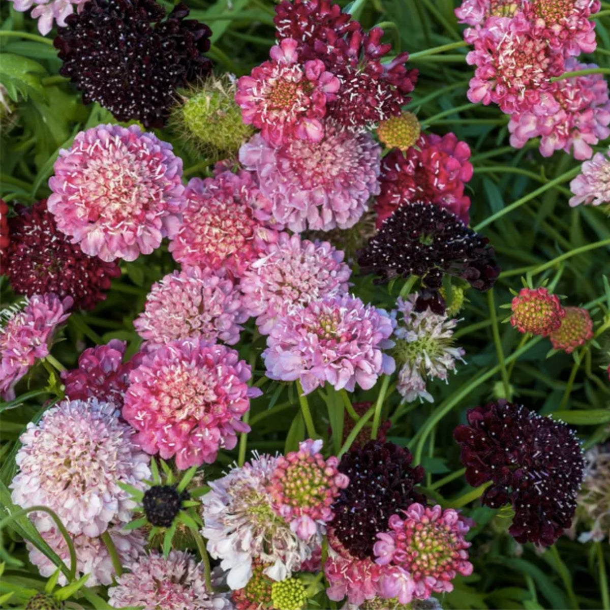 Scabiosa Seeds Berry Mix - 75+ Annual Flower Seeds for Garden - Scabiosa atropurpurea