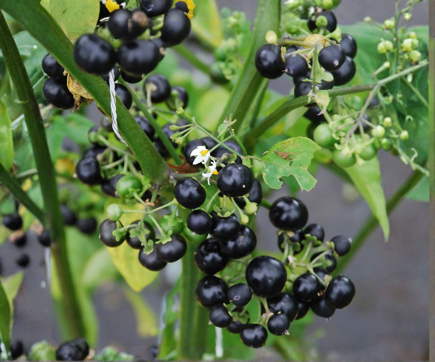 Huckleberry Seeds - 125 Seeds - Meadowlark Variety - Non-GMO Flower Seeds - Edible Plant Seeds