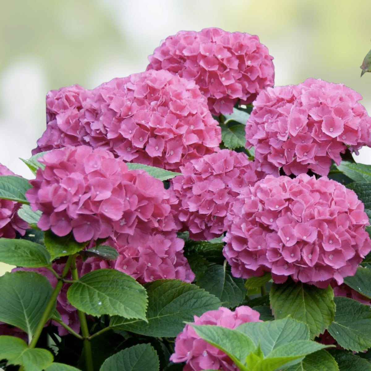 Bouquet Rose Hydrangea Seeds - 85 Non-GMO Flower Seeds - Hydrangea macrophylla