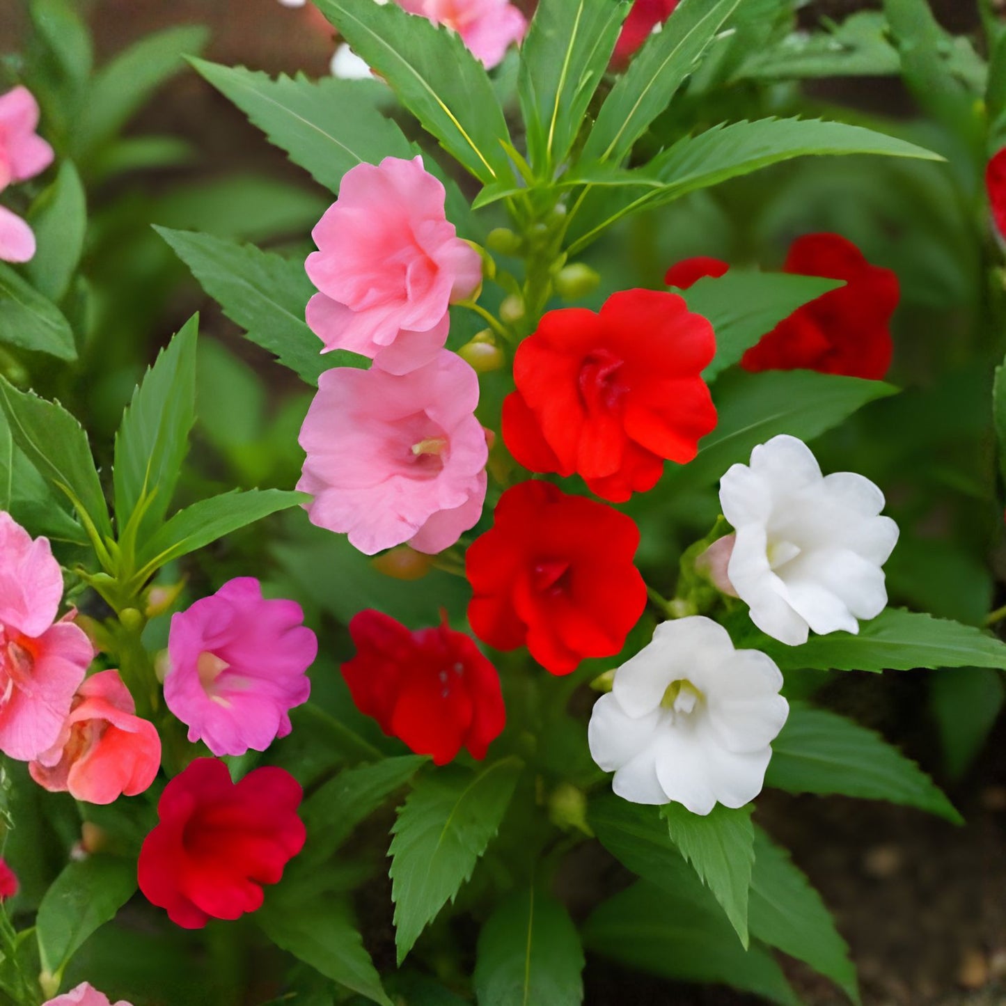 Impatiens Seeds Mix | Non-GMO Camelia Flowered Variety | Seed Store 1262