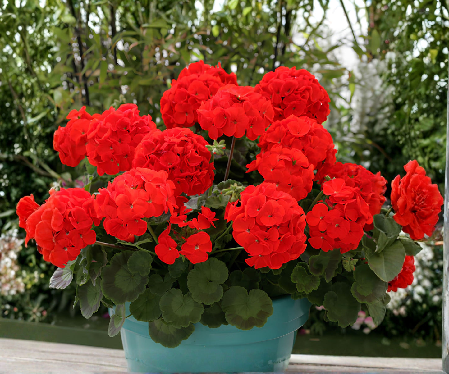 Geranium Seeds 100+ Pack Raspberry Spell Fragrant Fresh Flower Seeds Non-GMO Pelargonium spp.