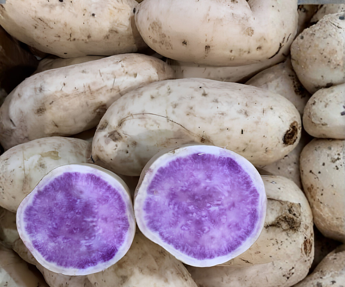Okinawa Purple Sweet Potato Slips – 15 Japanese Sweet Potato Vine Cuttings for Planting