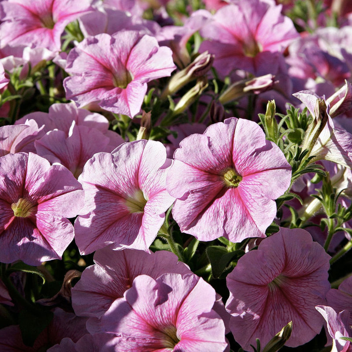 Petunia Seeds - 350+ Annual Flower Seeds - Colorful Perennial Garden Blooms - US Seller