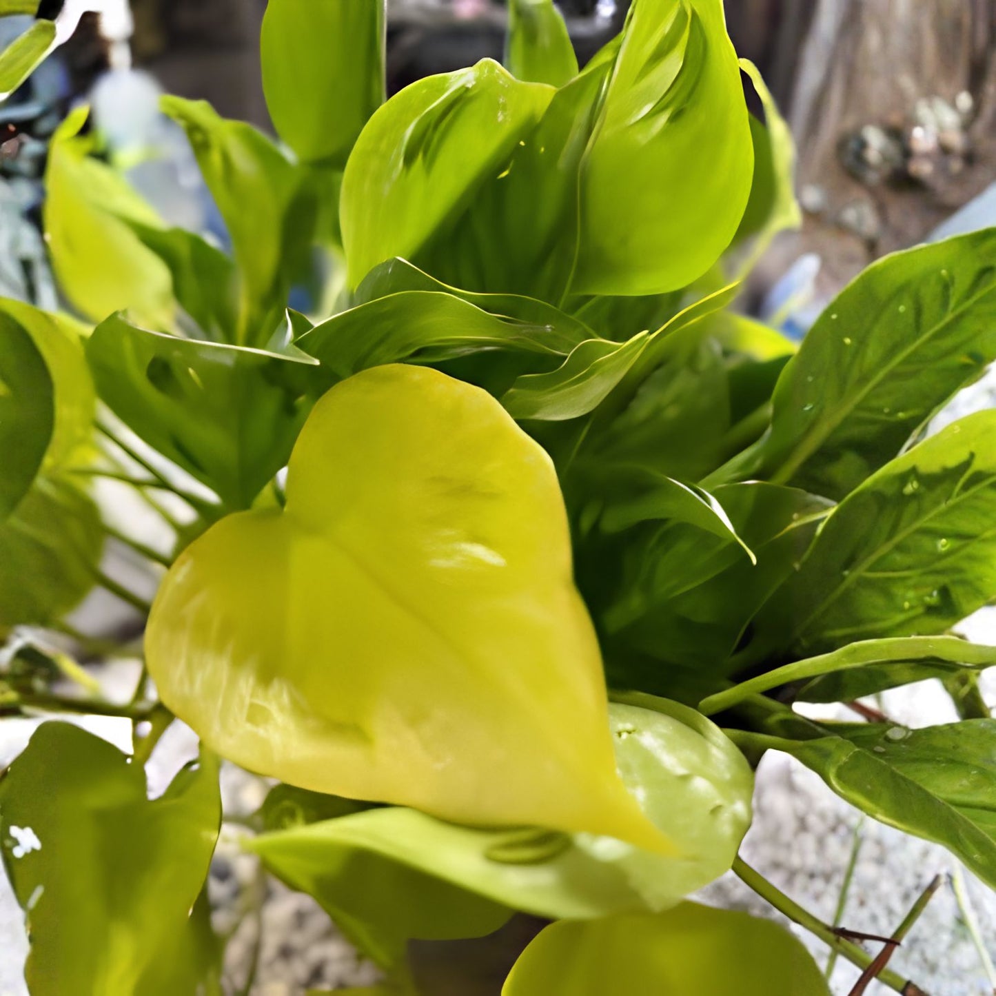 Pothos Cuttings - 3 Fresh Teruno Champs Elysees - Rare Houseplant Cuttings, No Roots, Ideal for Propagation