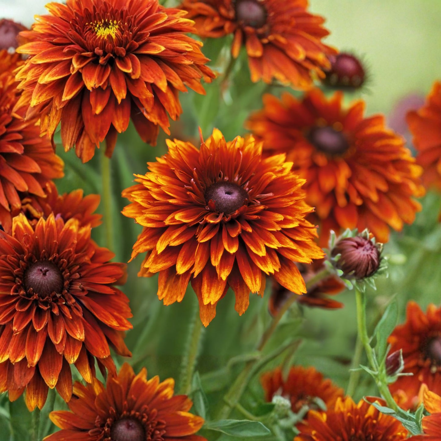 Cherokee Blush Rudbeckia Seeds - 125+ Annual Flower Seeds for Garden - Rudbeckia hirta