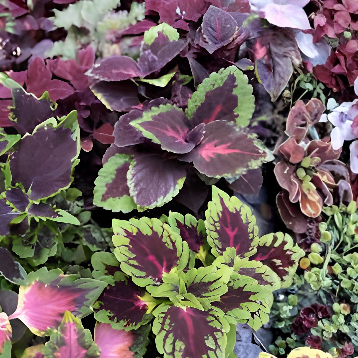 Coleus Live Rooted Cuttings - 5 Varieties Assorted Colors - Coleus blumei