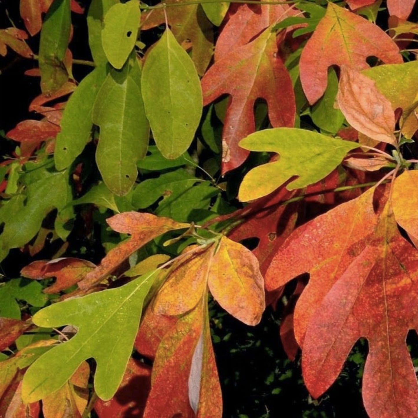 Sassafras Tree Cuttings - 6-8 Inch Easy to Root Tea Cuttings for Propagation - Sassafras albidum