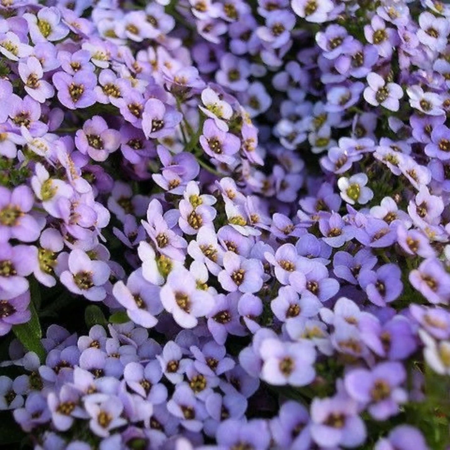 Alyssum Seeds - Violet Queen Heirloom Purple Flower Seeds - Free Shipping - 1212