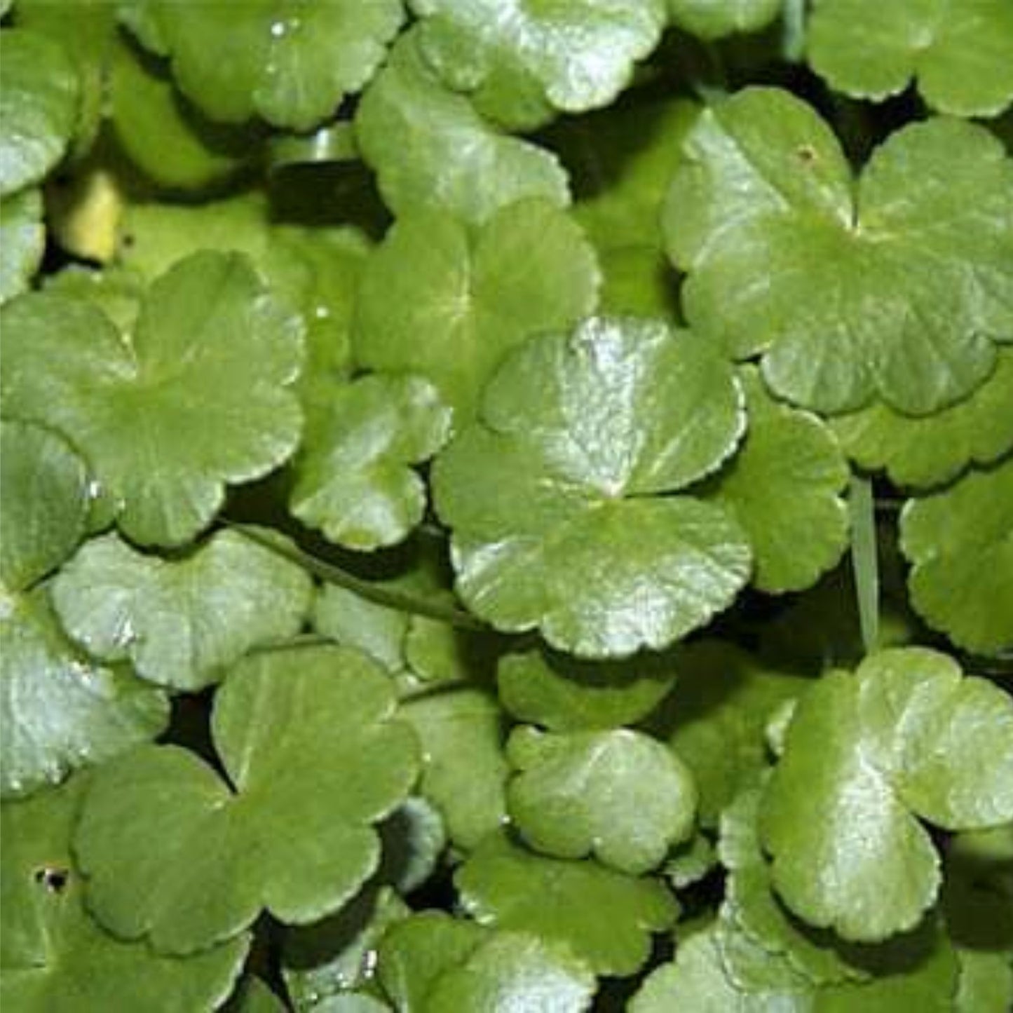 Bare Root Gotu Kola Plants - Centella Asiatica - Rau Ma - 15 Pack - Health Benefits