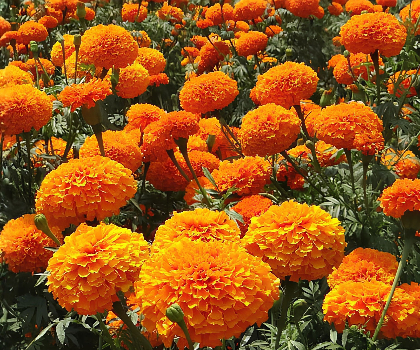 CrackerJack Marigold Seeds | Heirloom Flower Seeds | Vibrant Mix | Tagetes erecta