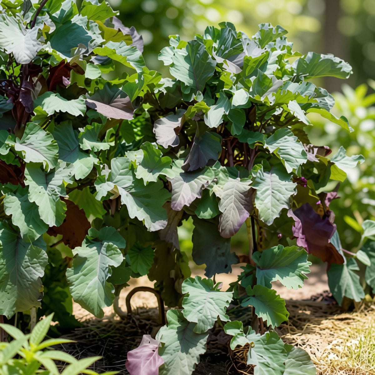 Perennial Purple Leaf Tree Collard Cutting - USA Grown Kale Seedling - Edible Greens, Organic Gardening