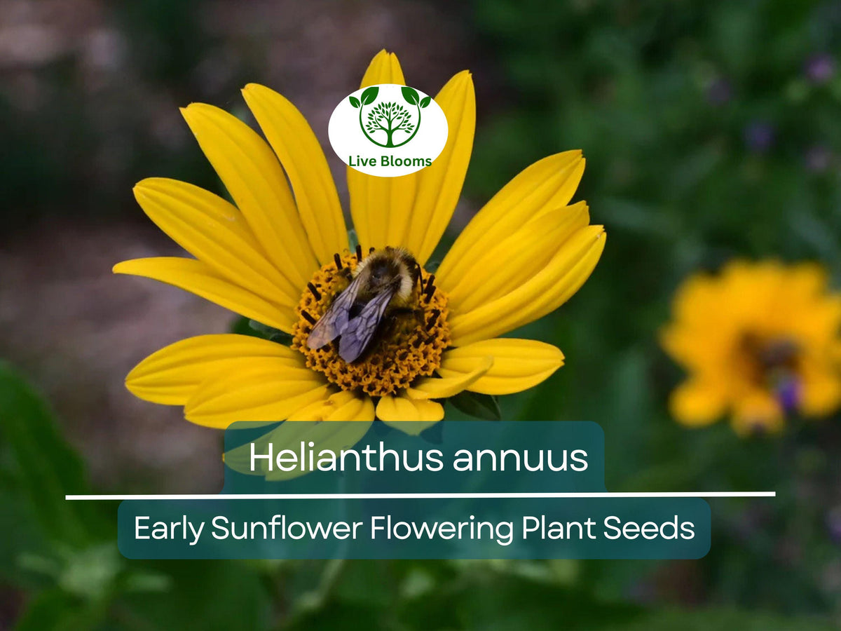 250 mg Early Sunflower Seeds, Helianthus annuus, Vibrant Yellow Blooms for Pollinator Gardens and Summer Landscapes