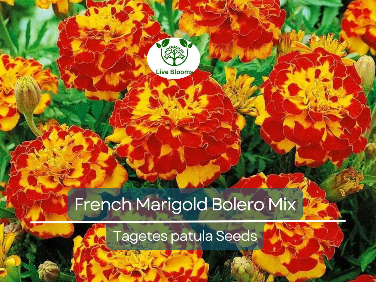 100 French Marigold Seeds Bolero Mix - Dwarf Non-GMO Pollinator Plant, Fiery Red, Orange, Yellow Blooms (Tagetes patula)