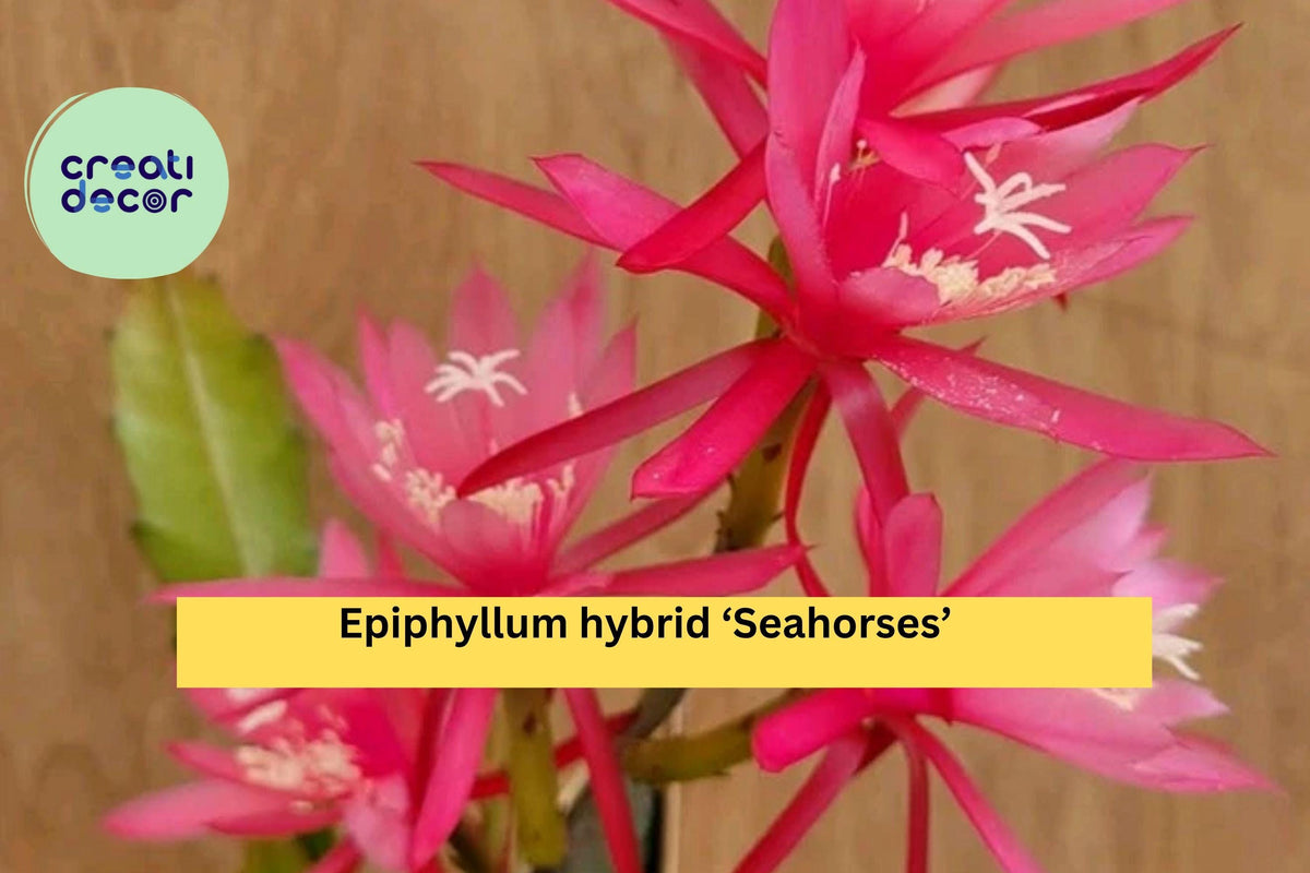 Christmas Cactus Starter Plant - Miss Shimano - Schlumbergera Truncata - Well-Rooted Indoor Cactus for Holiday Decor