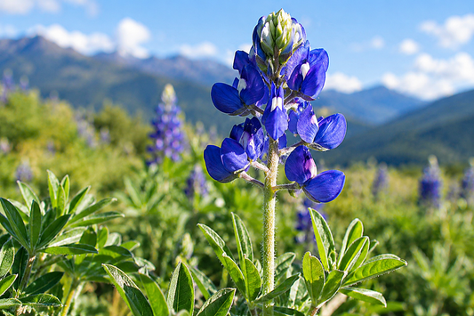 1 g Texas Bluebonnet Seeds – Lupinus texensis Wildflower for Pollinator & Native Gardens