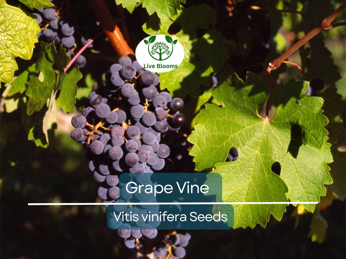 30 Grape Vine Seeds - Vitis vinifera - Wine Grape Seeds for Planting - Perfect for Vineyards & Home Gardens