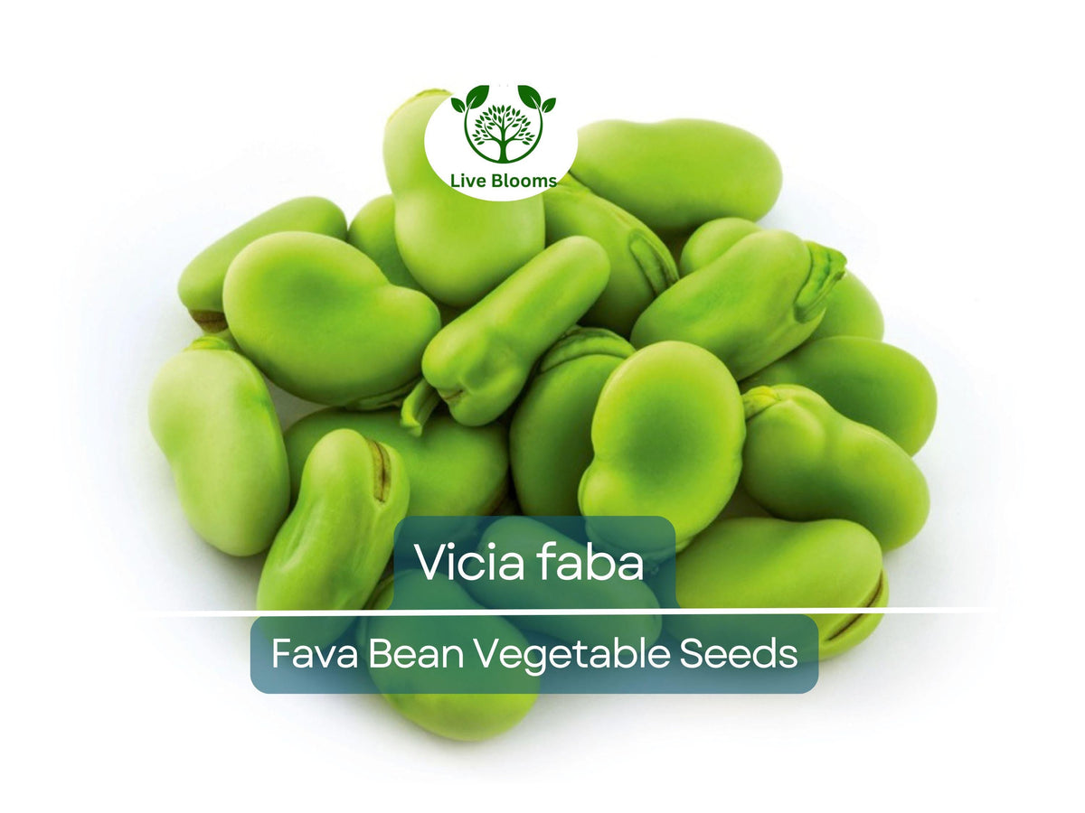 Fava Bean Seeds - 5 Heirloom Seeds for Planting | Vicia faba | Nutritious, Versatile Legume for Gardening & Culinary Use