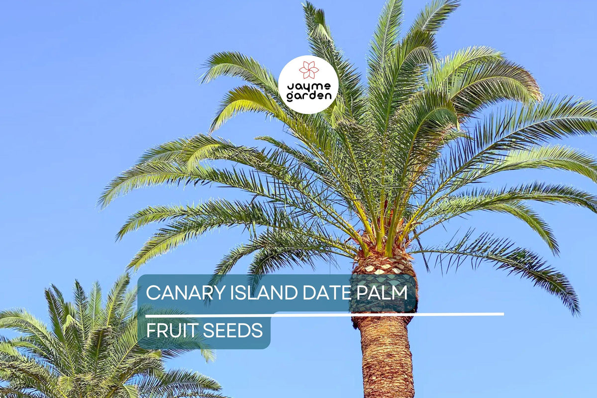 Christmas Cactus Starter Plant - Miss Shimano - Schlumbergera Truncata - Well-Rooted Indoor Cactus for Holiday Decor