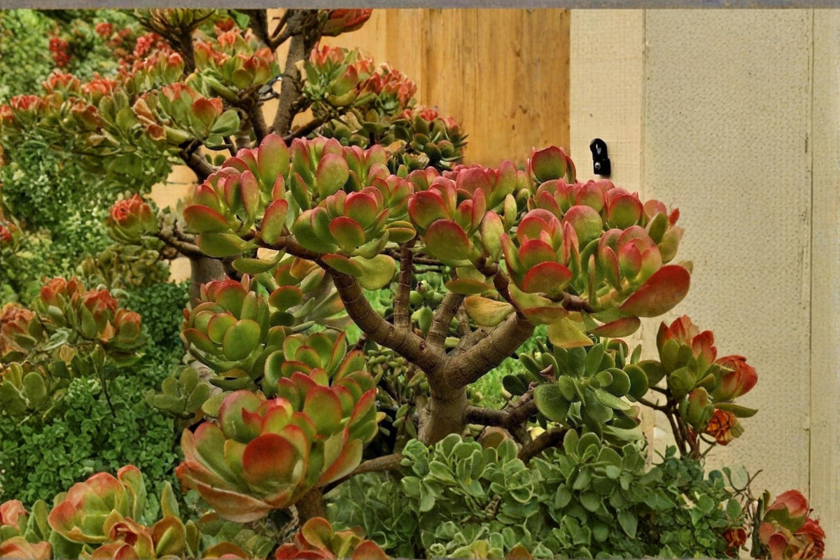 Christmas Cactus Starter Plant - Miss Shimano - Schlumbergera Truncata - Well-Rooted Indoor Cactus for Holiday Decor